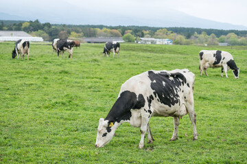 Fototapeta na wymiar milk cows graze grass at Asagiri Kogen farm, Fujinomiya, Shizuoka
