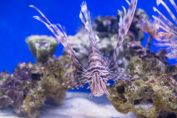 Lionfish swiming by coral reef rock and sand in aquarium
