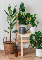 A variety of homemade flowers and accessories for caring for them in the living room