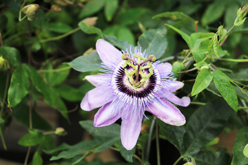 Passionflower is a tropical flower with royal requests