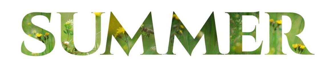 Summer sign with green grass and meadow flowers. 