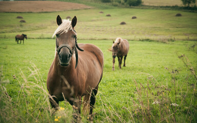 Friendly horses on grass. Green summer pasture on a farm. Rural countryside. 