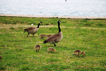 The Canadian goose, or kazarka, is a unique waterfowl