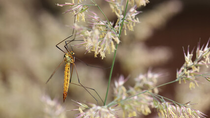 Cranefly on Grass