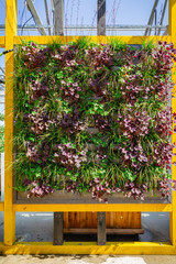 Vertical green garden decoration on the wall. Vertical gardening.