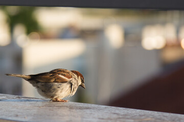 sparrow on the roof