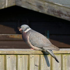 A wood pigeon perched on a fence in the south of UK