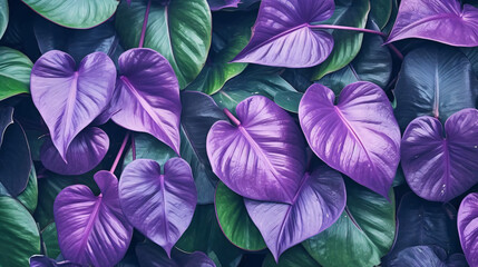 Naklejka na ściany i meble purple more beautiful Tropical leaves