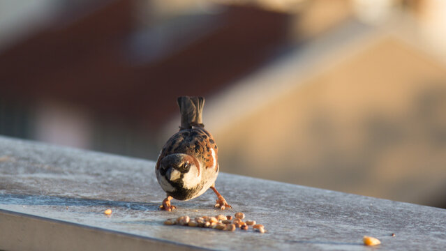 bird eating seeds. bird at sunset
