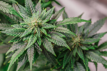 Hemp cones with green and yellow leaves, macro view.Cannabis is a standoff between a drug and a medicine.Female cannabis bush with blooming flowers and white stigmas.
