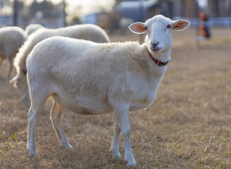 Fototapeta premium Sheep ewe as dusk approaches