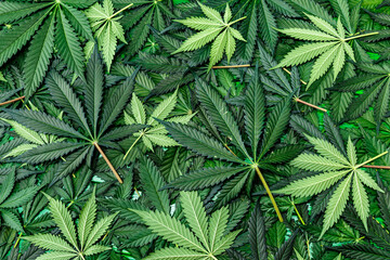 CBD Beautiful background green cannabis flowers.Cannabis Sativa Leaves On Dark - Medical Legal...