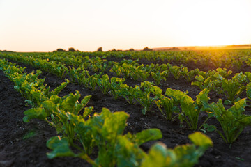 Sugar beet seedlings are growing from the soil. Young sugar beet field with sunset