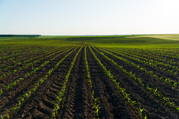 Fototapeta na wymiar Open corn field at sunset. Corn bean fields in early summer season