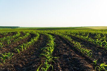 Rows of young corn shoots on a cornfield. Landscape view of a young corn field