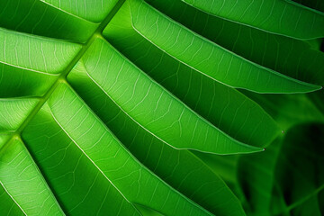 Macro photo of tropical green leaves. Plant leaf structure. Tropical background.