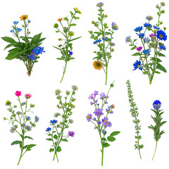 botanical picture book style wildflower set. Generative AI. transparent PNG