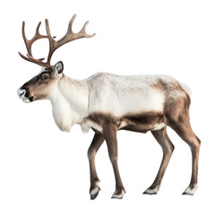 Fototapeta premium deer isolated on transparent background cutout