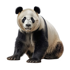 Obraz premium panda bear isolated on transparent background cutout