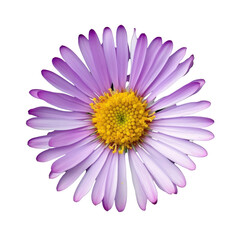 pink daisy flower isolated on transparent background cutout