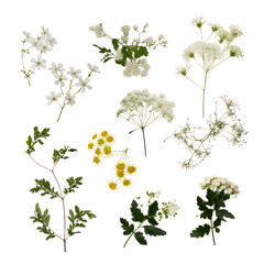 set of flowers isolated on transparent background cutout