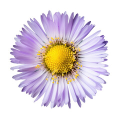 daisy flower isolated on transparent background cutout