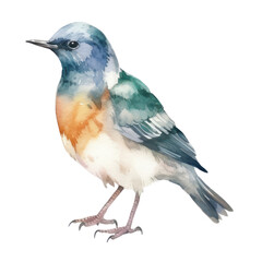 Obraz premium blue jay watercolor isolated on transparent background cutout
