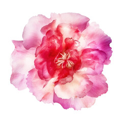 pink carnation flower watercolor isolated on transparent background cutout