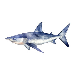 white shark watercolor isolated on transparent background cutout