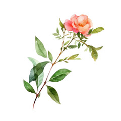 pink rose watercolor isolated on transparent background cutout