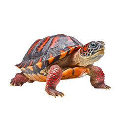 Obraz premium turtle isolated on transparent background cutout