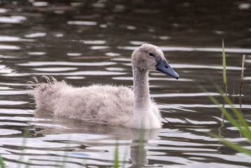 Obraz premium Young swan, cygnet