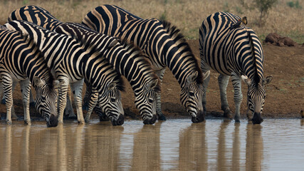 Fototapeta na wymiar zebras drinking water in a row