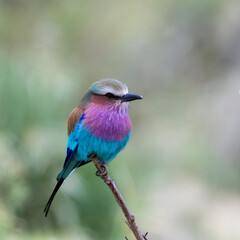 a lilac-breasted roller portrait