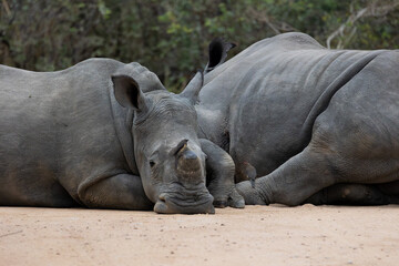 a sub-adult rhino and cow
