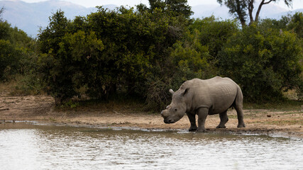 a dehorned white rhino at a waterhole