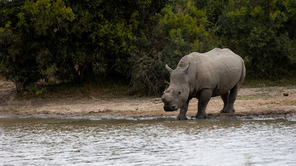 a dehorned white rhino at a waterhole