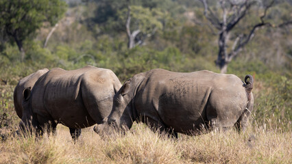 Obraz premium a large white rhino urinating 