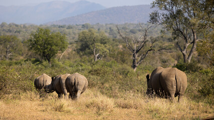 Fototapeta premium a couple of white rhinos walking away