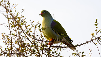 a green pigeon in early morning light