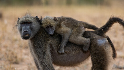 a chacma baboon mother and baby