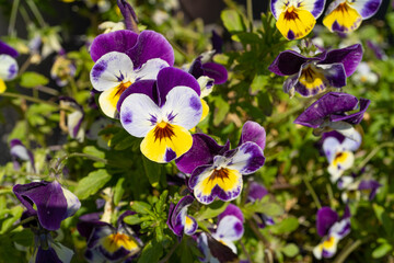 Purple Violet Pansies, Tricolor Viola Close up, Flowerbed with Viola Flowers, Heartsease, Johnny...
