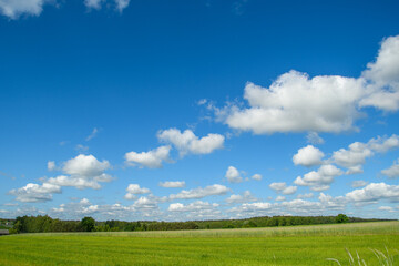 Piękne cumulusy małe chmurki nad polami rzepaku - obrazy, fototapety, plakaty