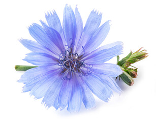 Chicory flower close up on the white background.