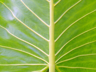 Close-up of a very large taro leaf with the sun reflecting behind it.