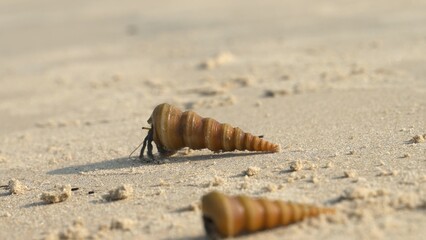 mollusk is crawling on the sand in Asia with its shell on its back