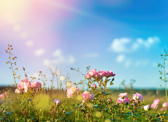 rose close-up under sun-drenched meadow, a natural colorful panoramic landscape with Rosa against blue sky,  focus on the rose in the sunlight