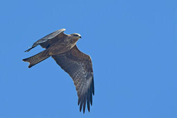 Milvus migrans (Black Kite), Crete