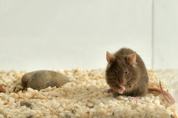 rat&oacute;n peque&ntilde;o retozando en su jaula 