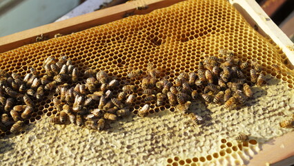 Abejas mielarias trabajando en el panal para producir miel pura ,multifloral, orgánica y...